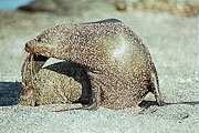 Picture 'Eq1_11_23 Galapagos Sea Lion, Fernandina, Punta Espinosa'